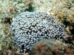 Euphyllia