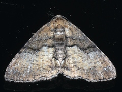 Aporoctena