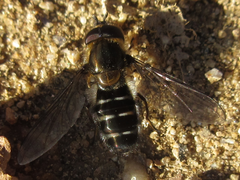 Betasyrphus serarius