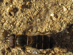 Betasyrphus serarius