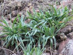 Hemiphylacus latifolius