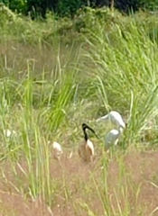 Threskiornis melanocephalus