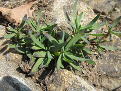 Gypsophila oldhamiana