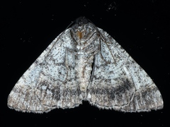 Aporoctena