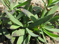 Gypsophila oldhamiana