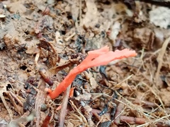 Clavulinopsis sulcata