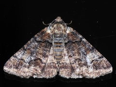 Cryphaea xylina