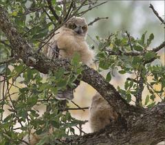 Bubo virginianus pacificus
