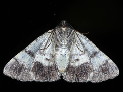 Cryphaea xylina