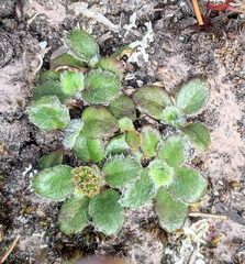 Actinotus bellidioides