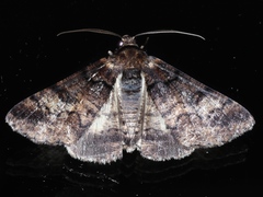 Cryphaea xylina