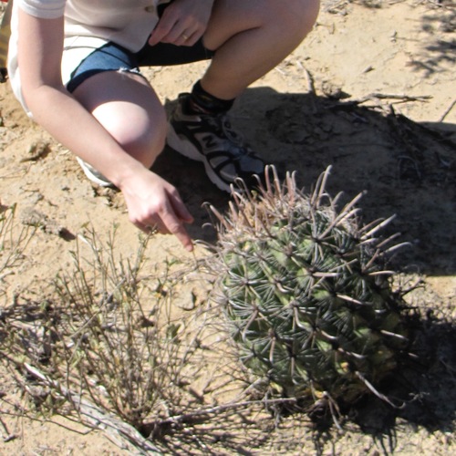 Ferocactus townsendianus