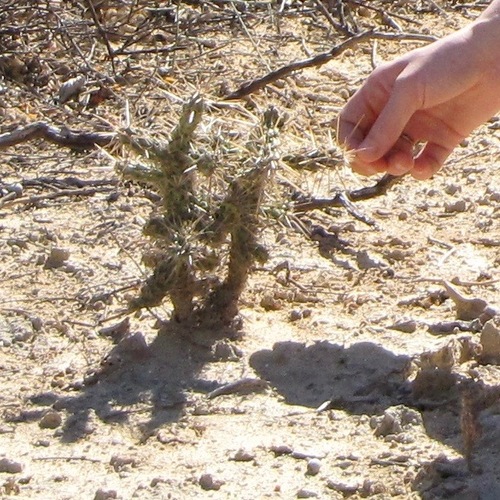 Cylindropuntia cholla (Cylindropuntia cholla)