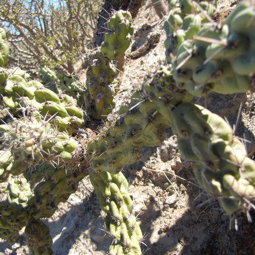 Cylindropuntia cholla (Cylindropuntia cholla)
