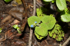 Salvia palifolia