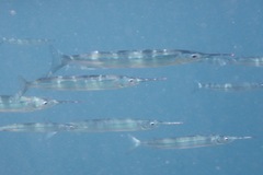 Hyporhamphus rosae