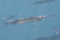 Hyporhamphus rosae