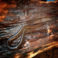 Ichthyophis hypocyaneus