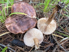 Tricholoma pessundatum