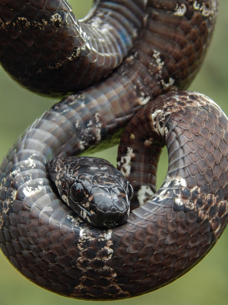 Tropical Snail-Eater