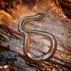 Ichthyophis hypocyaneus