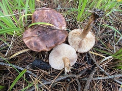 Tricholoma pessundatum