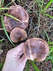 Tricholoma pessundatum