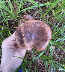 Tricholoma pessundatum