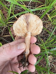 Tricholoma pessundatum