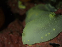 Cadlina laevis