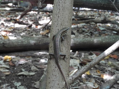 Trachylepis sechellensis