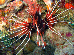 Pterois radiata