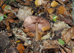 Pluteus perroseus