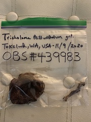 Tricholoma pessundatum