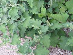 Ambrosia cordifolia