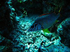 Sargocentron spiniferum