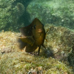 Stegastes rectifraenum