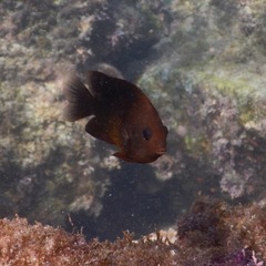 Stegastes rectifraenum