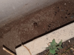 Latrodectus geometricus