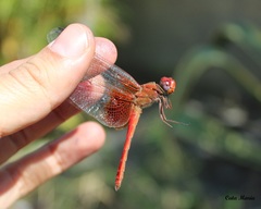Dythemis maya