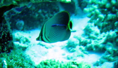 Chaetodon triangulum