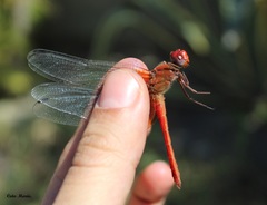 Dythemis maya