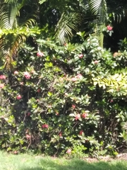 Magnoliopsida