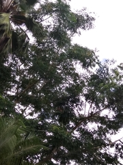 Albizia procera