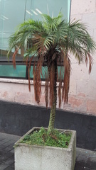 Arecaceae
