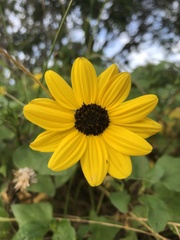 Helianthus debilis image