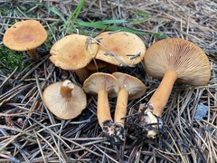 Lactarius tabidus