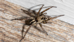 Artoriopsis expolita