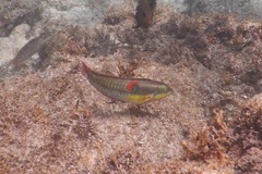 Halichoeres chierchiae