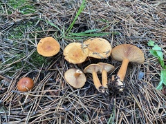 Lactarius tabidus